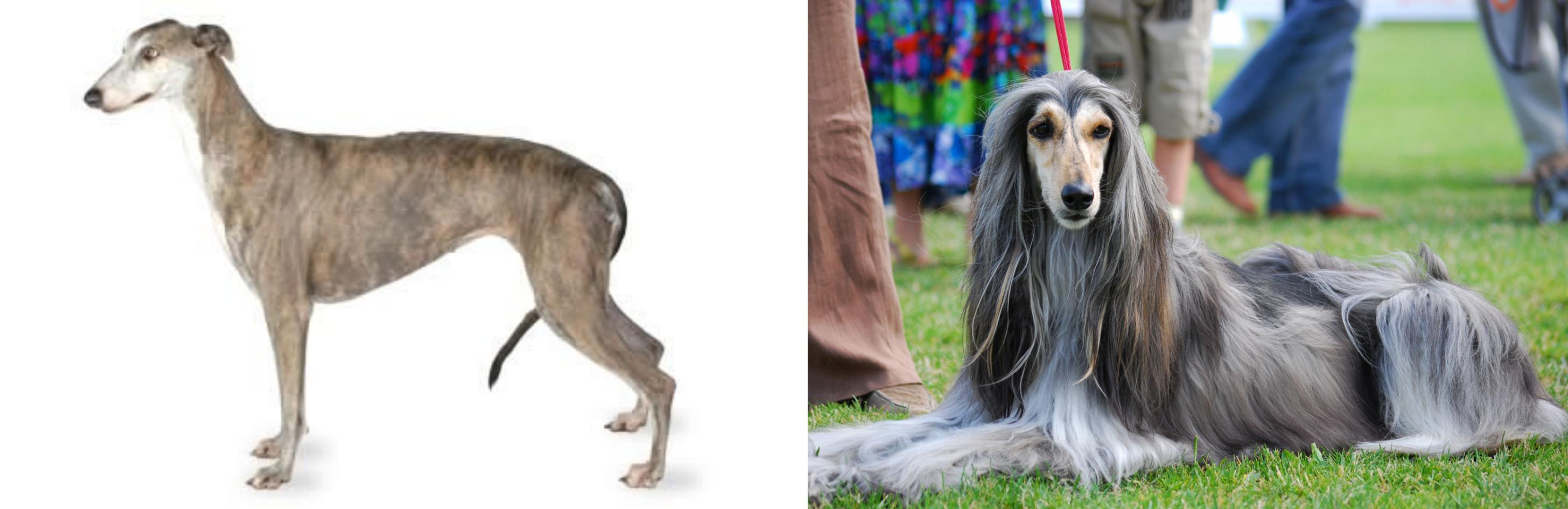 greyhound hound