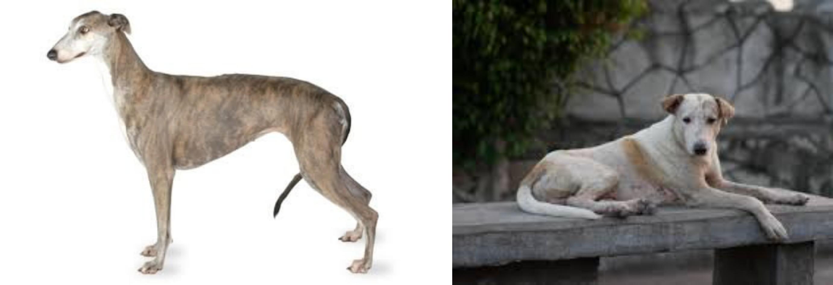 pure greyhound for sale