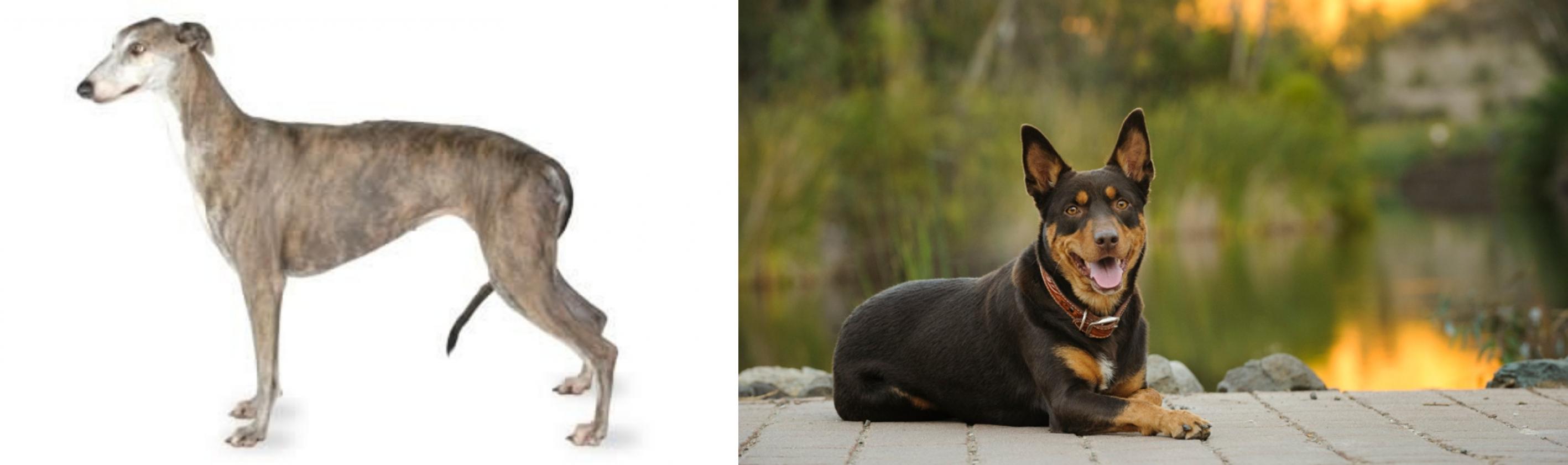 Greyhound Vs Australian Kelpie Breed Comparison