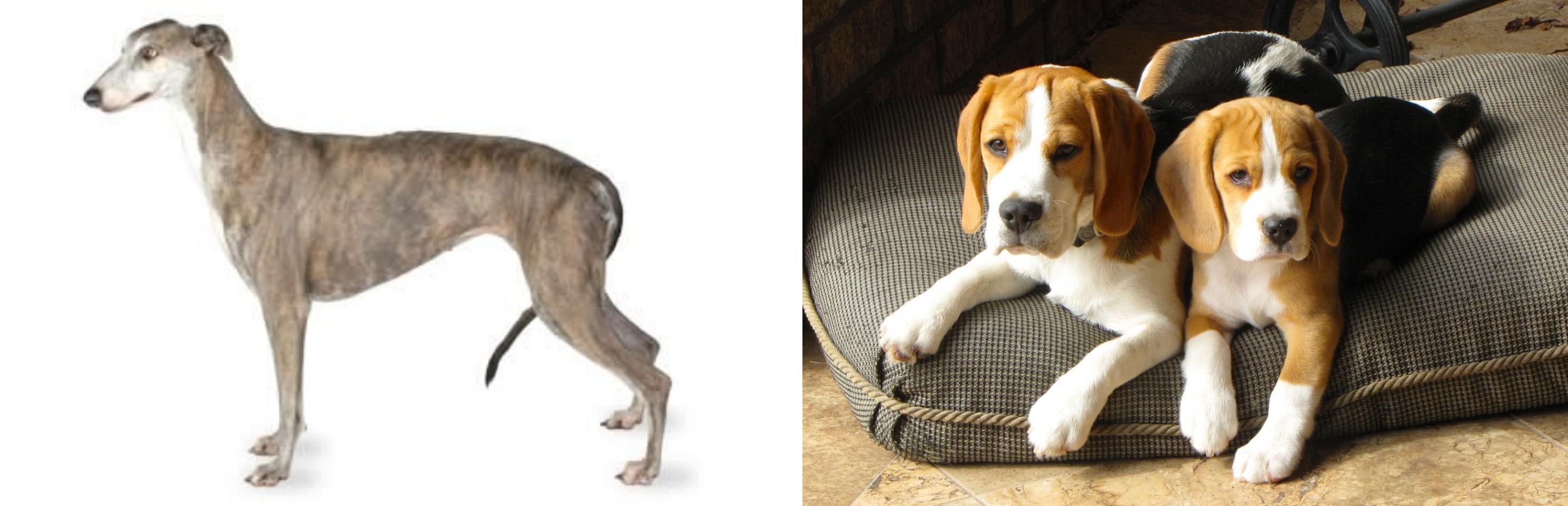 beagle greyhound