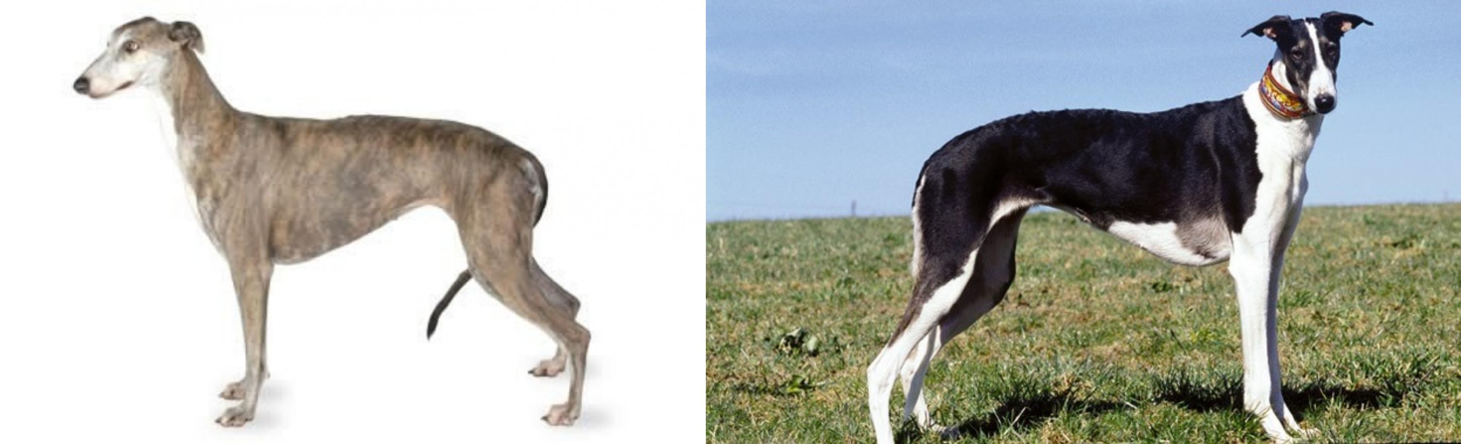 Greyhound Vs Chart Polski Breed Comparison Mydogbreeds