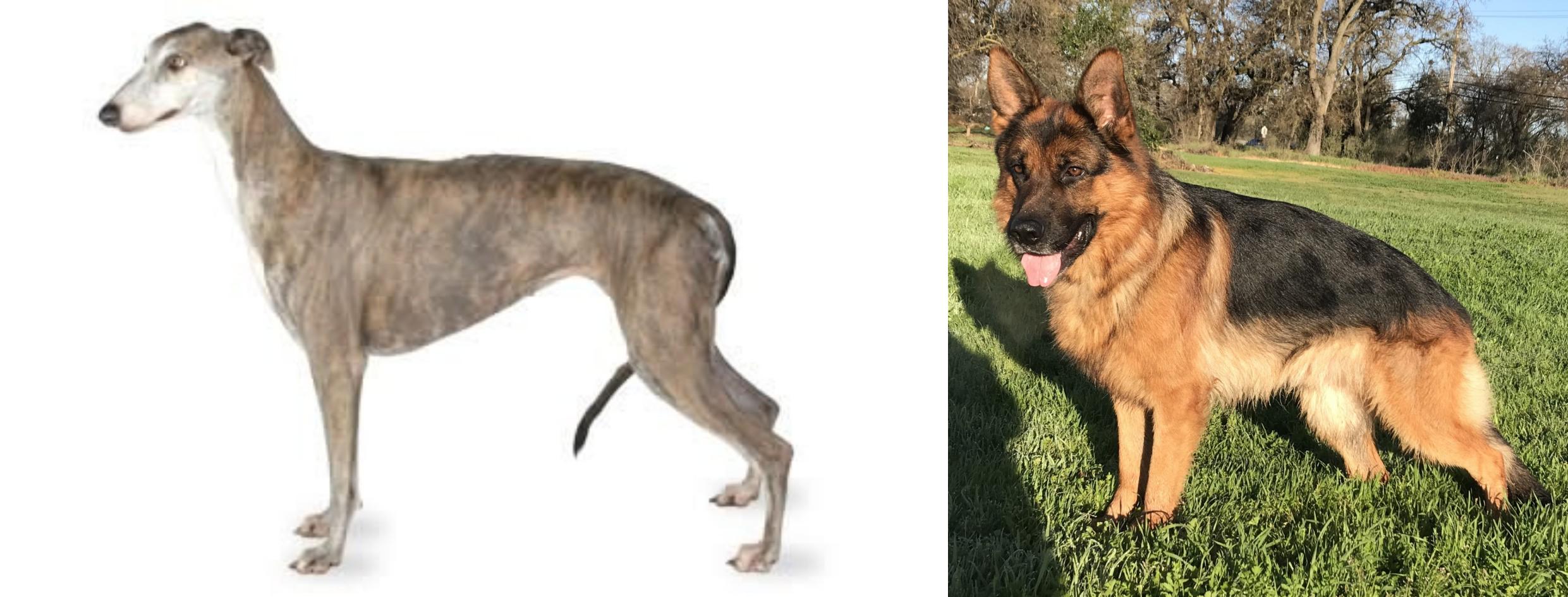 greyhound mix with german shepherd