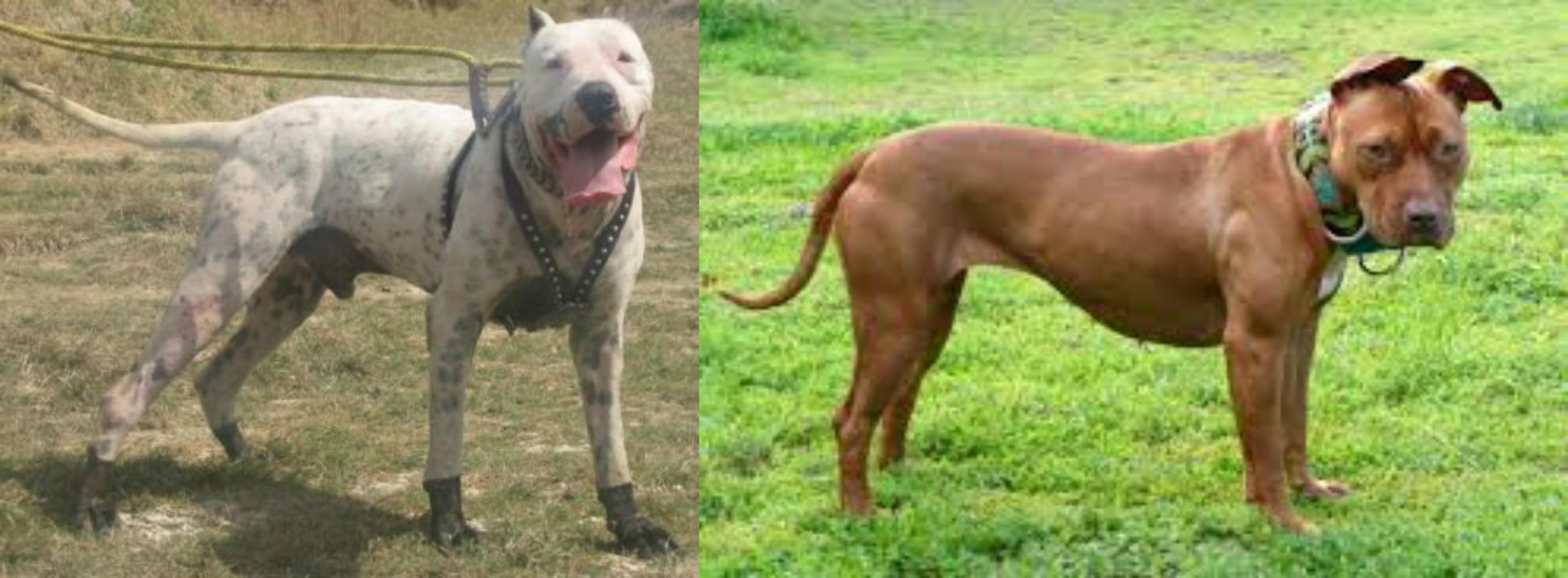 Gull Dong Vs American Pit Bull Terrier Breed Comparison