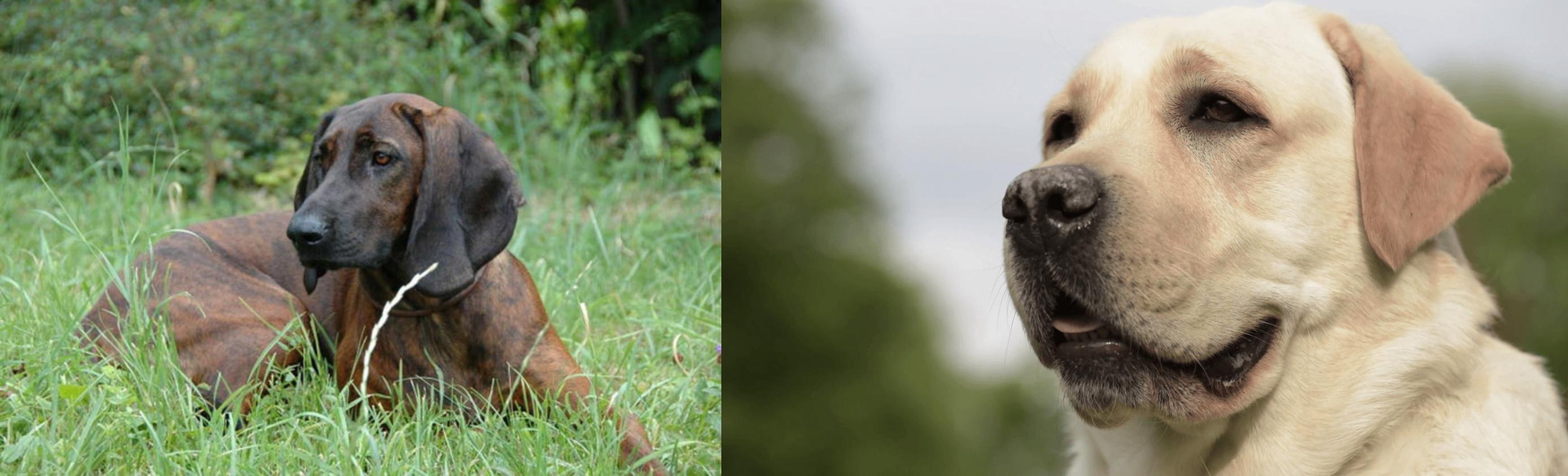 Hanover Hound Vs Labrador Retriever Breed Comparison