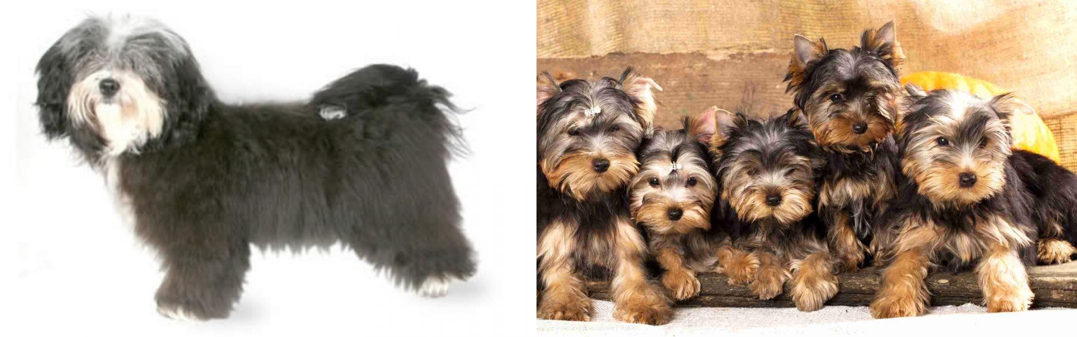 havanese yorkshire terrier mix