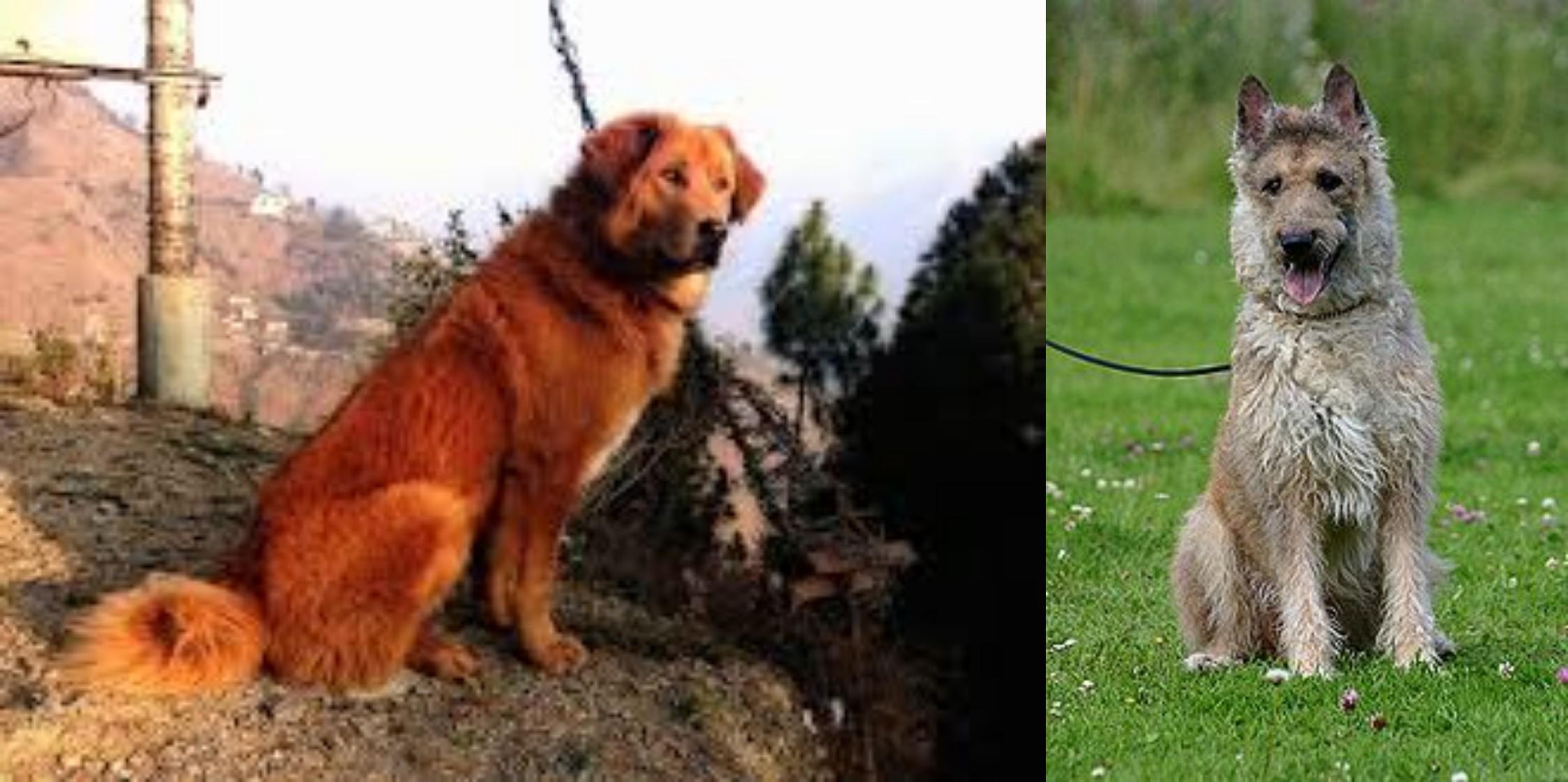 Himalayan Sheepdog Vs Belgian Shepherd Dog Laekenois Breed Comparison