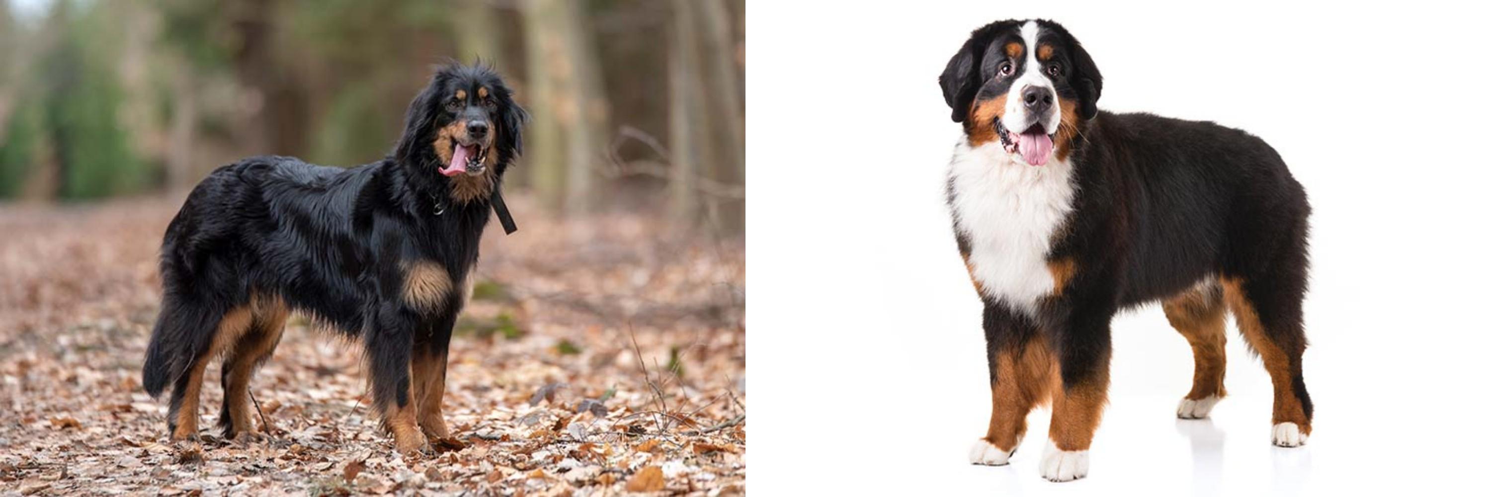 Hovawart Vs Bernese Mountain Dog Breed Comparison