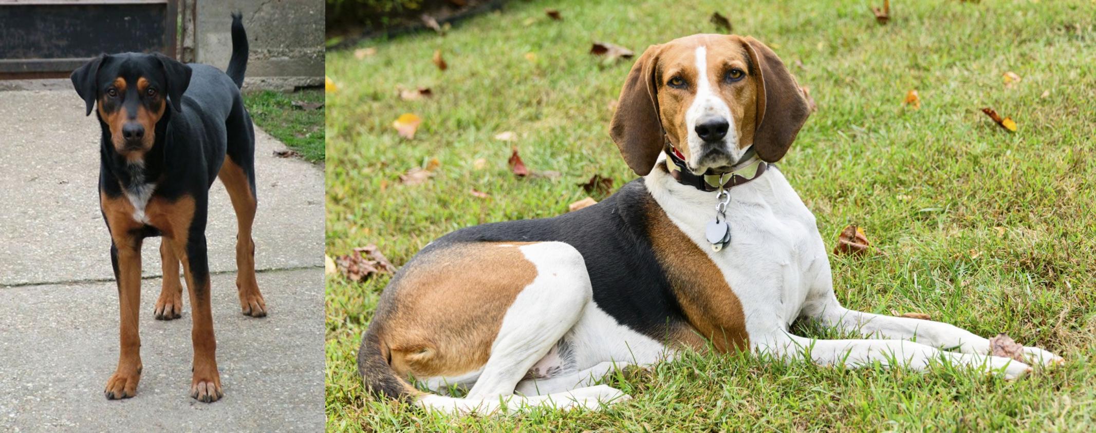 types of coonhounds
