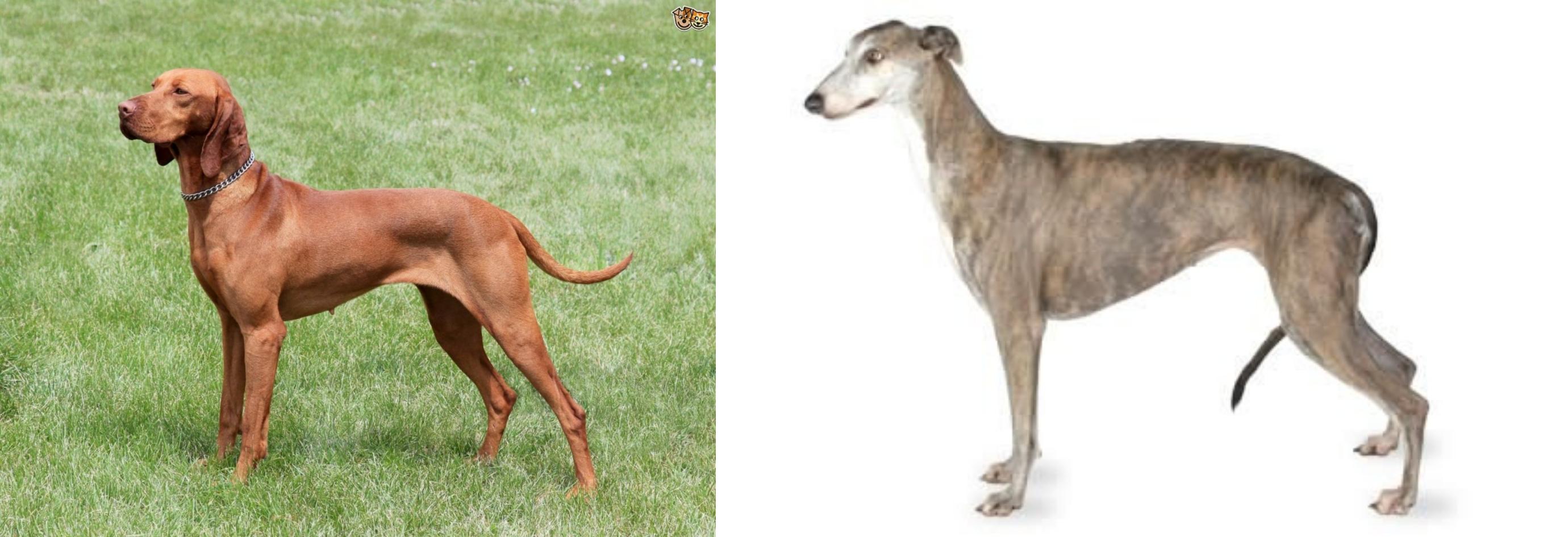 Hungarian Vizsla vs Greyhound - Breed 