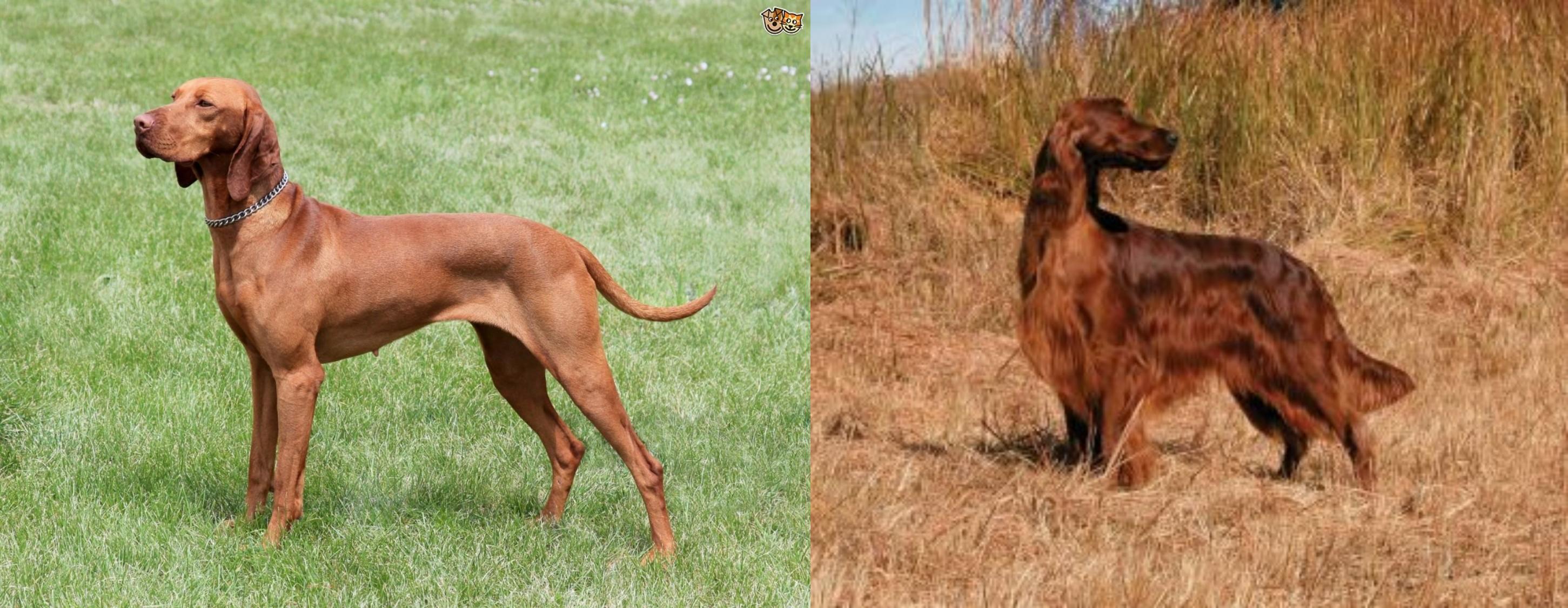 german shorthaired pointer irish setter mix