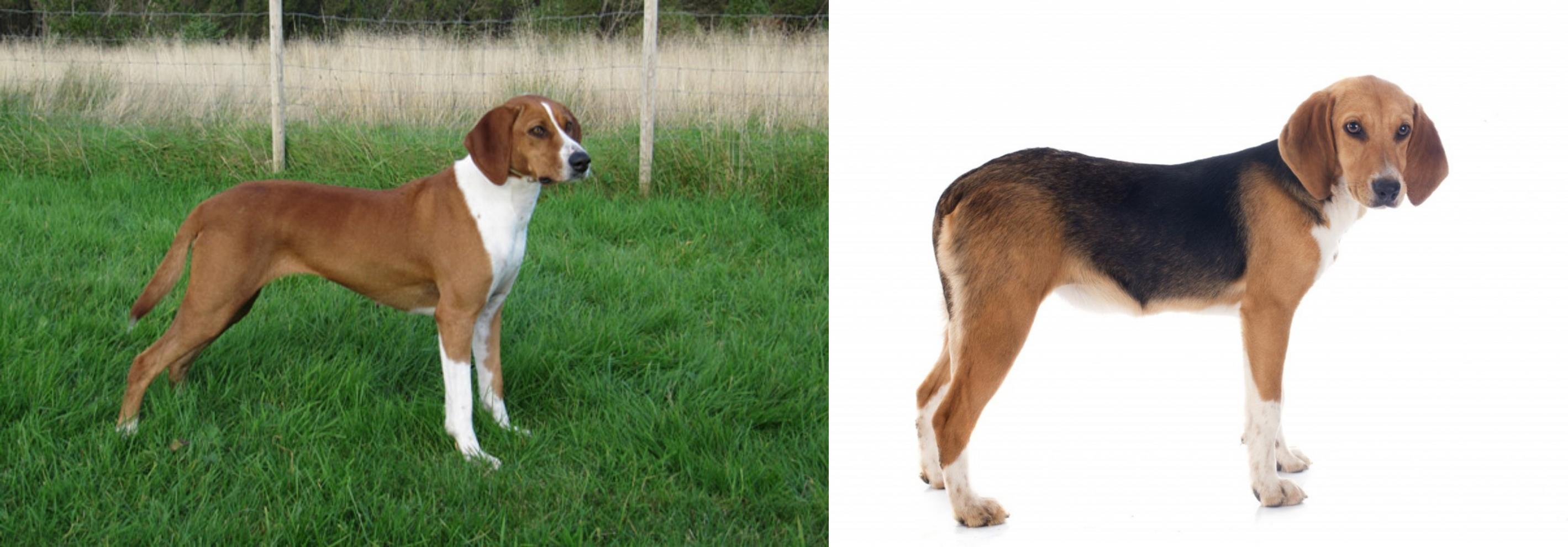 Hygenhund Vs Beagle Harrier Breed Comparison Mydogbreeds