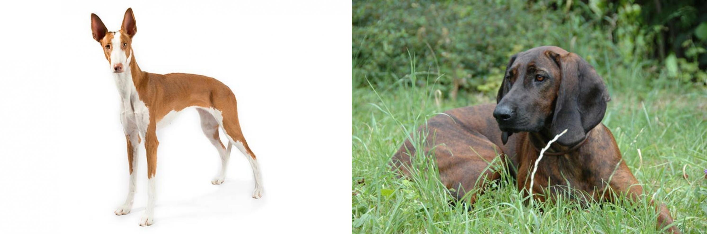 Ibizan Hound vs Hanover Hound - Breed Comparison | MyDogBreeds