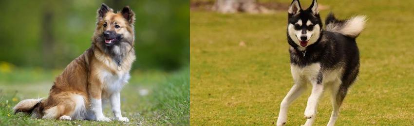 Icelandic Sheepdog vs Alaskan Klee Kai - Breed Comparison