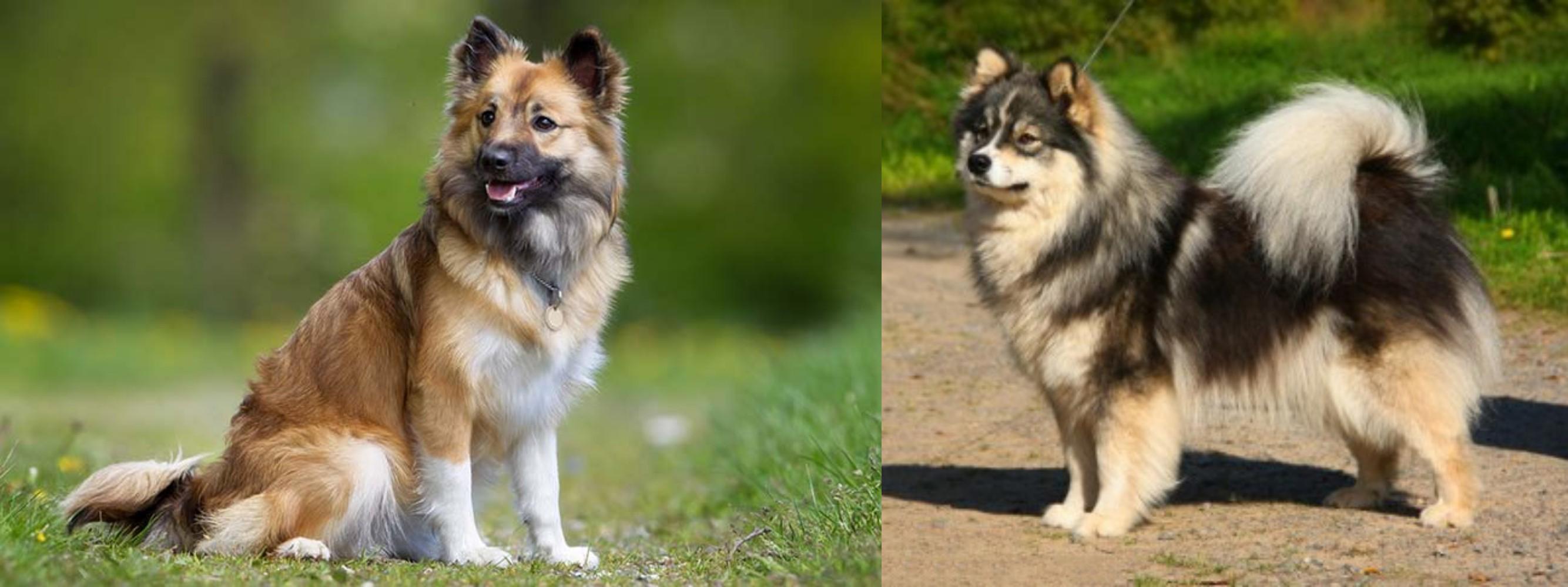 Icelandic Sheepdog vs Finnish Lapphund Breed Comparison