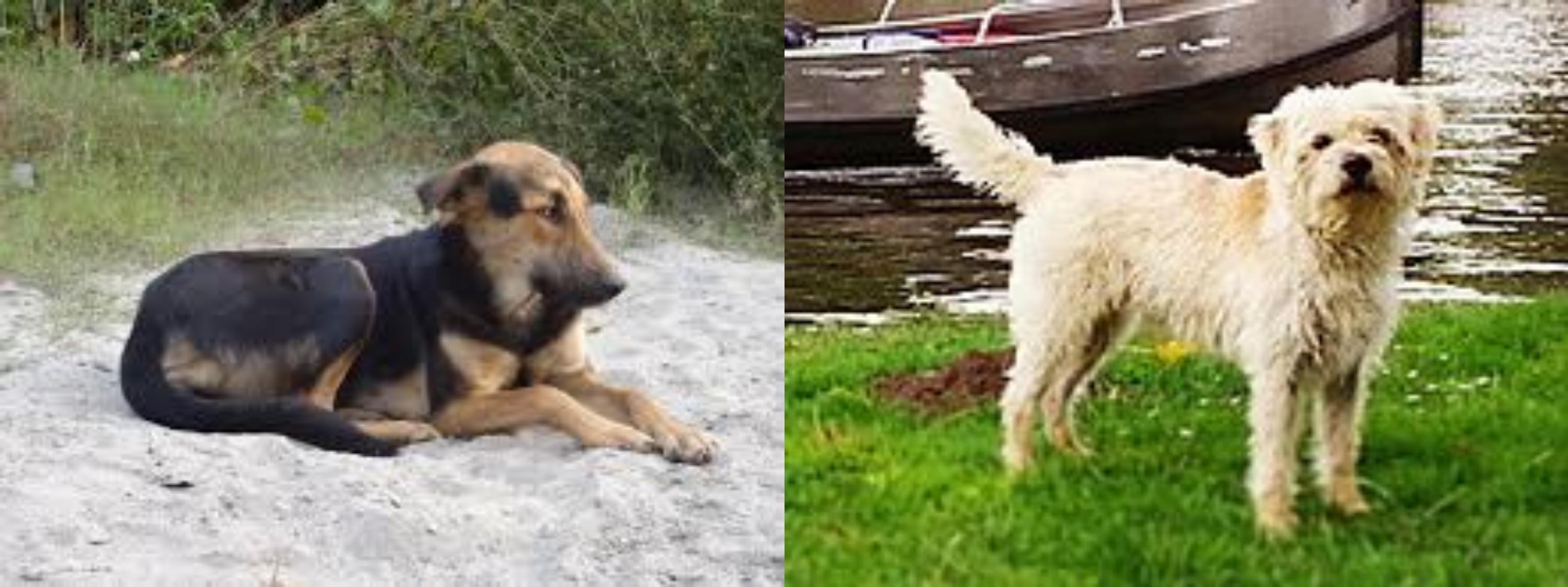 Indian Pariah Dog Vs Dutch Smoushond Breed Comparison