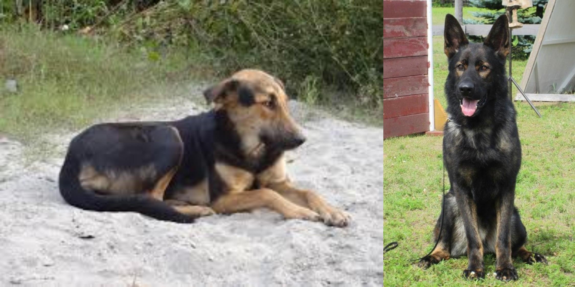 german shepherd indian breed