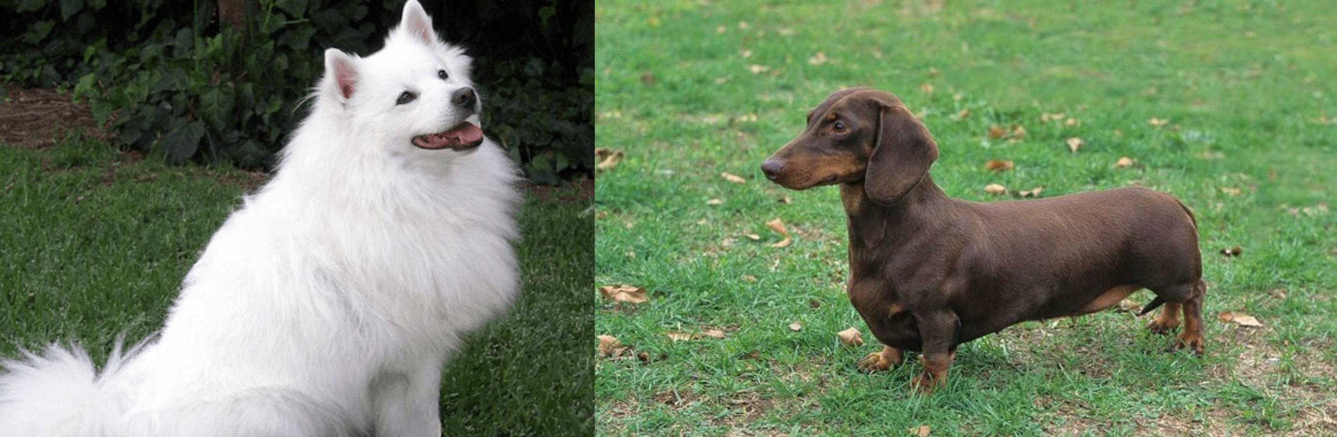 japanese spitz dachshund cross breed