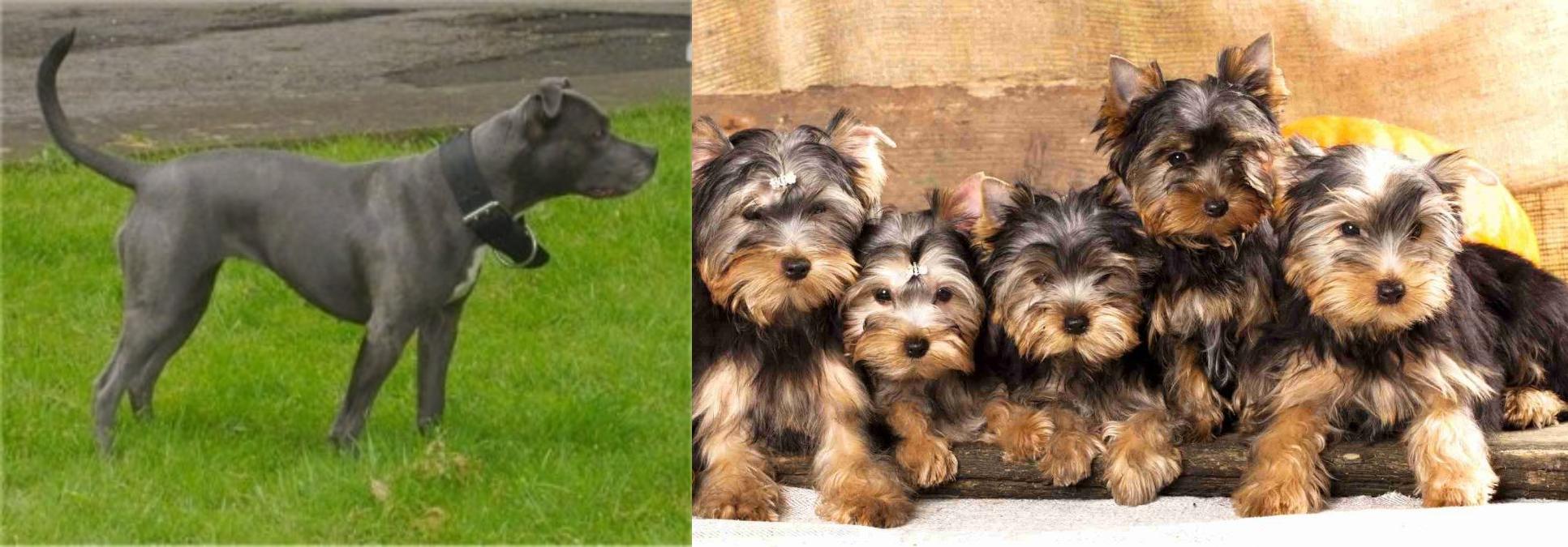 bull terrier yorkshire