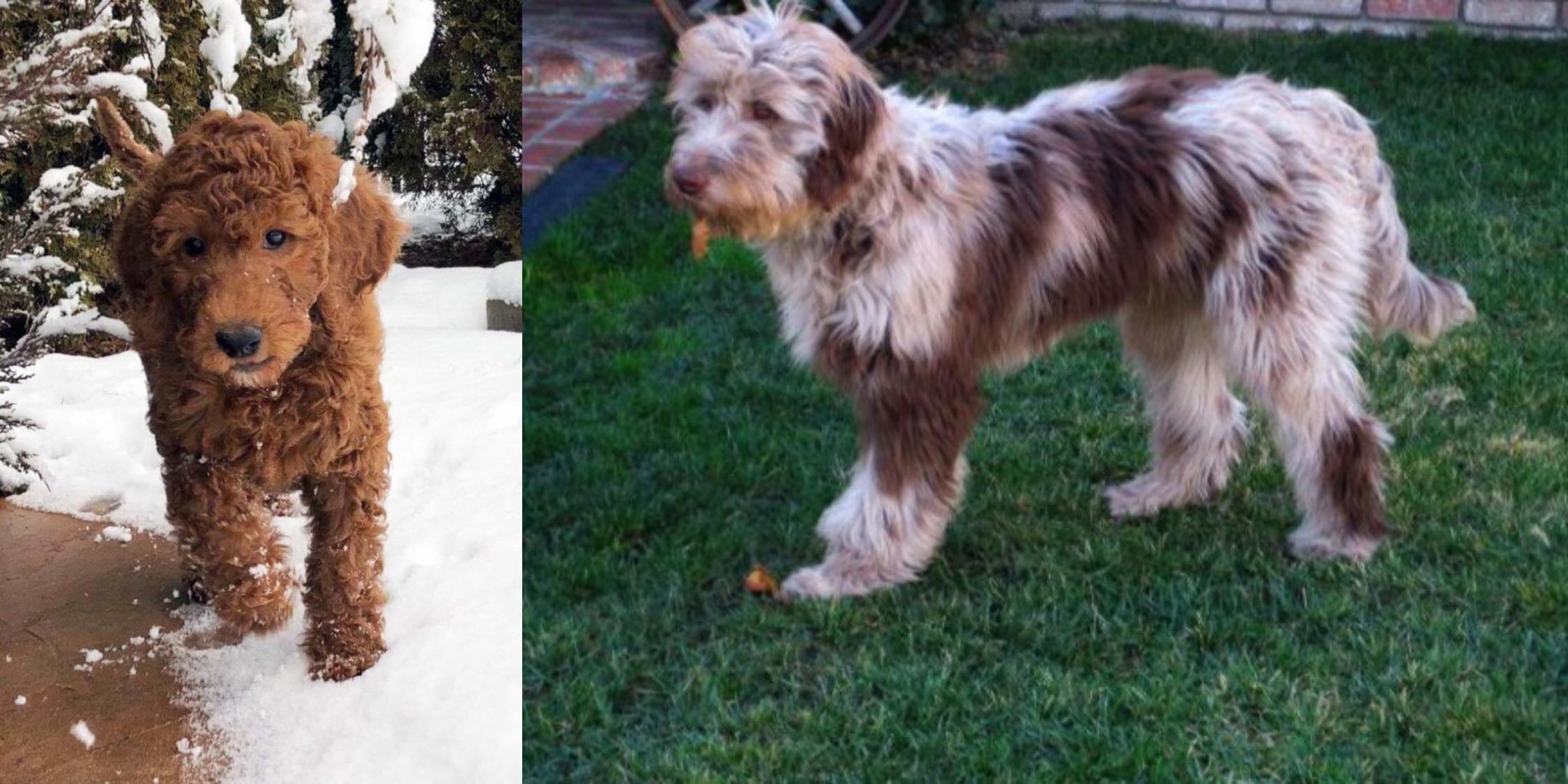 dog footprint painting