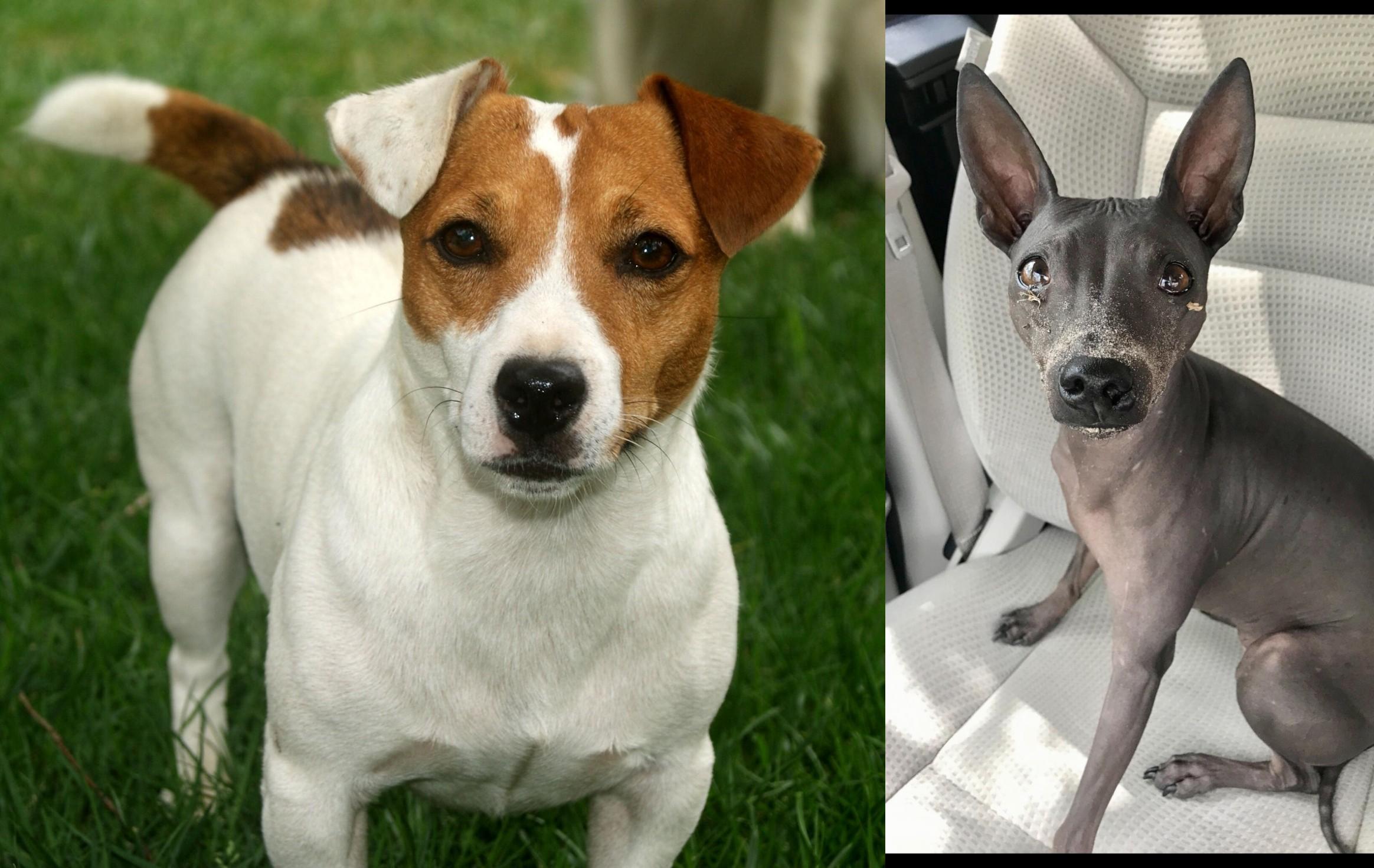 american russell terrier