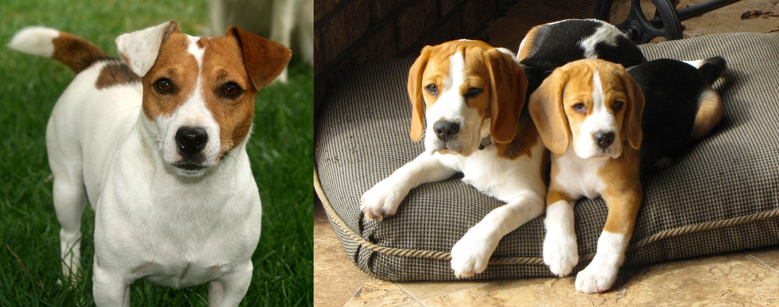 Irish Jack Russell vs Beagle Breed Comparison MyDogBreeds