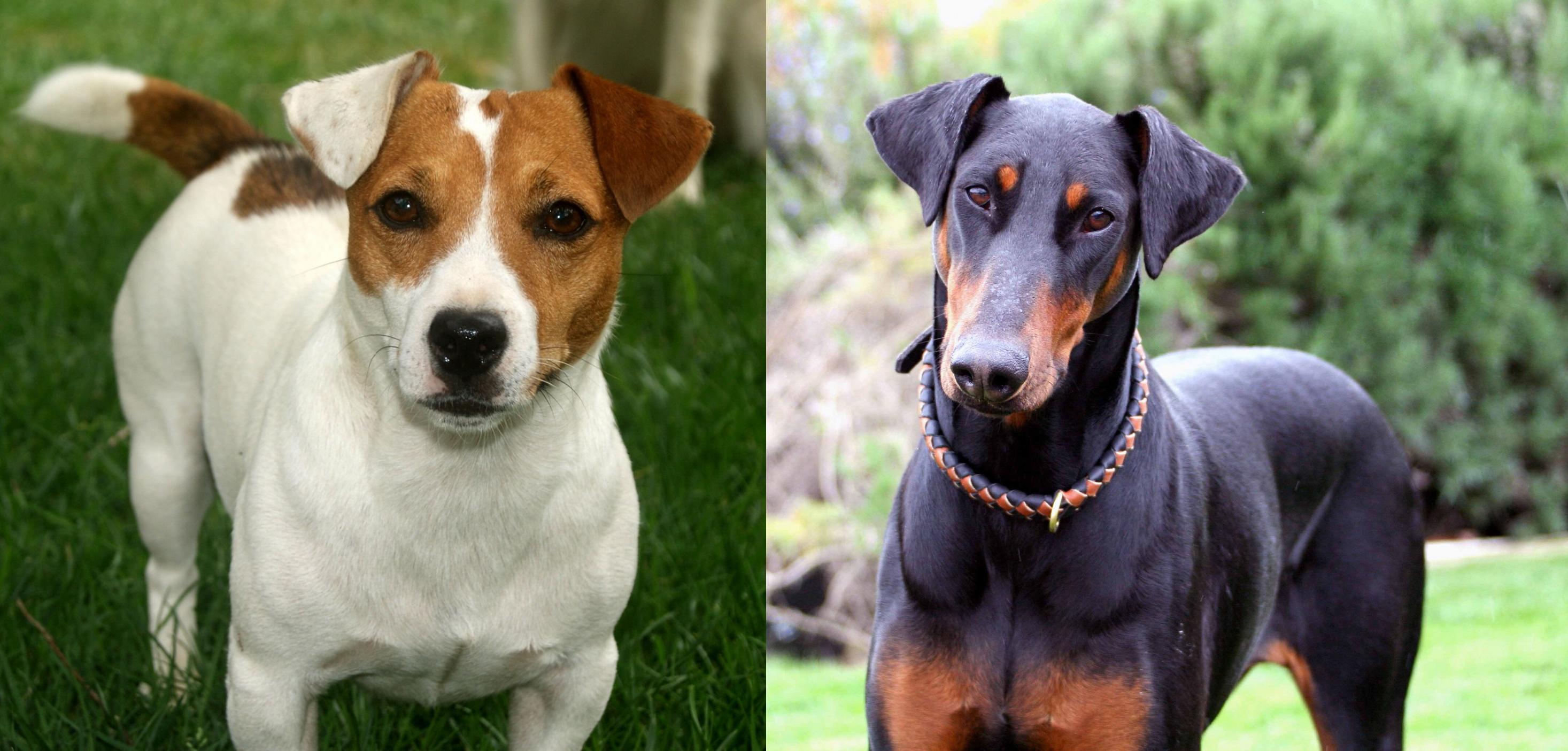 Irish Jack Russell vs Doberman Pinscher Breed Comparison