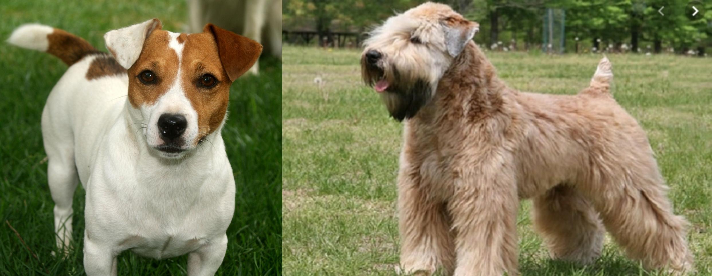 Wheaten Terrier vs Irish Jack Russell Breed Comparison