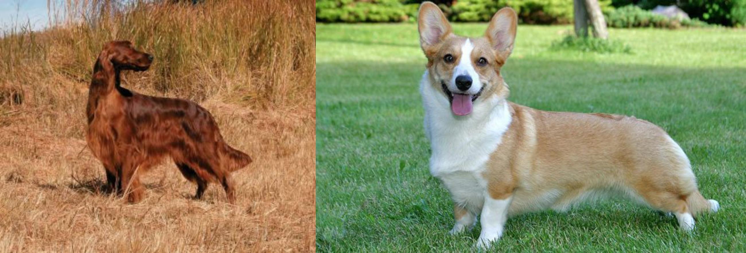 irish corgi