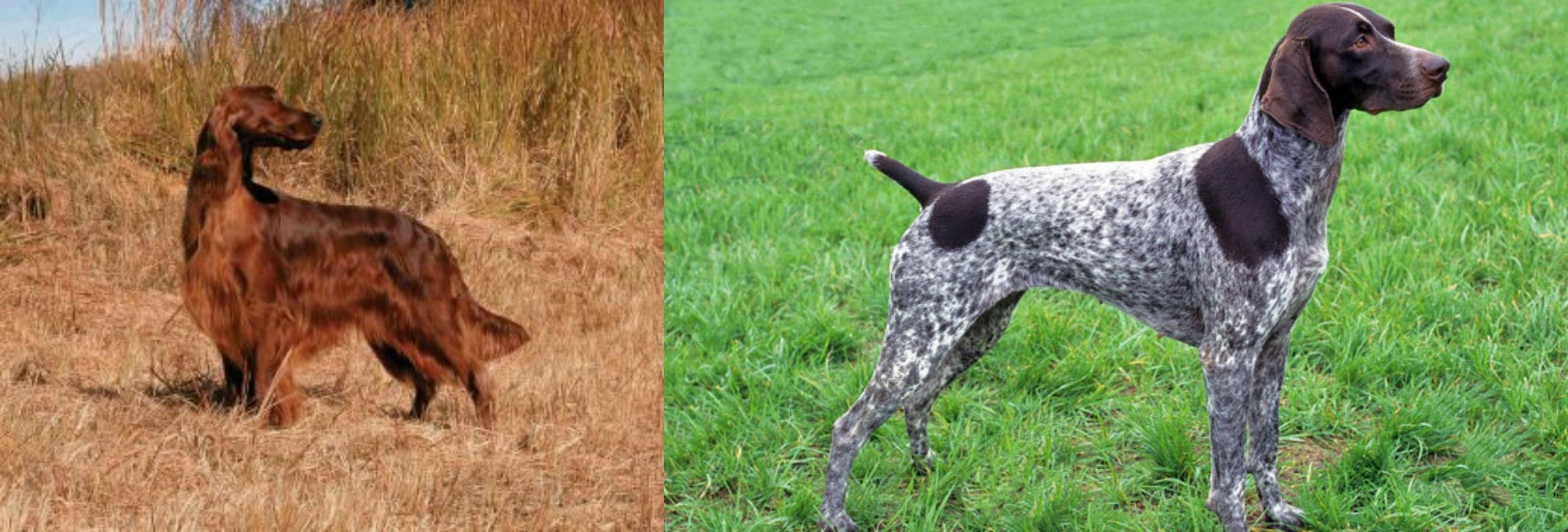 german shorthaired pointer irish setter mix