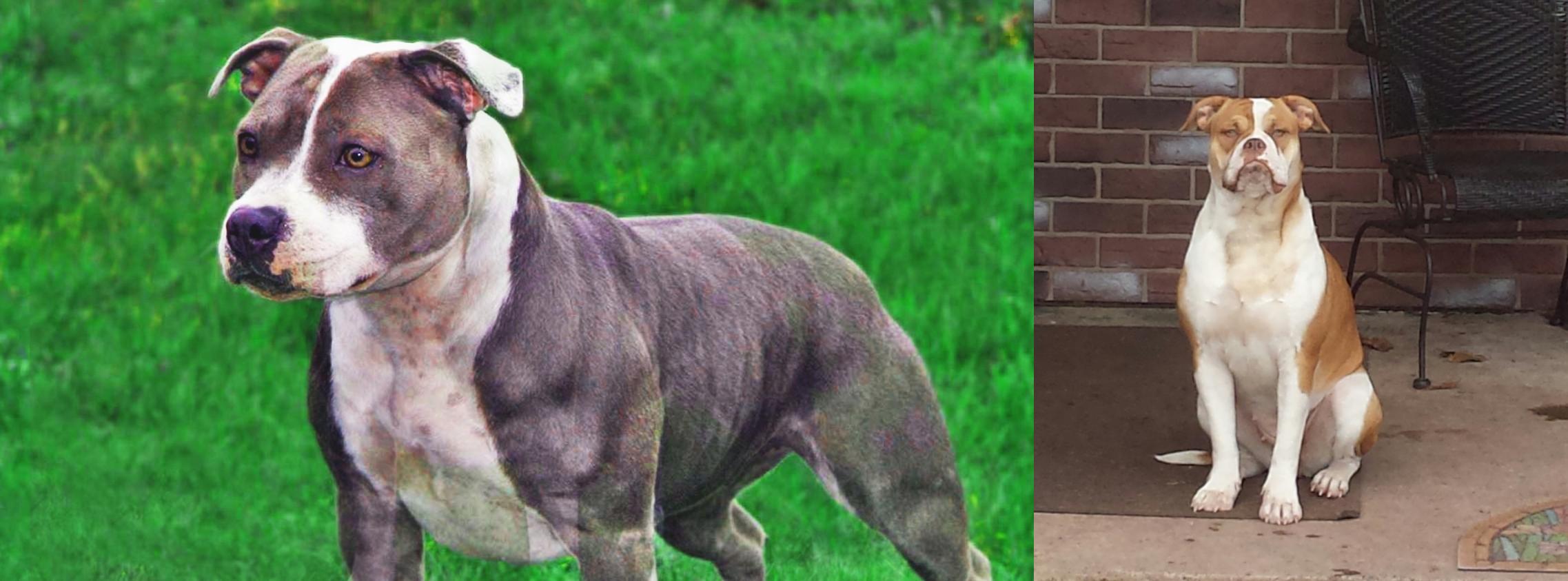 Irish Staffordshire Bull Terrier Vs Alapaha Blue Blood Bulldog Breed Comparison