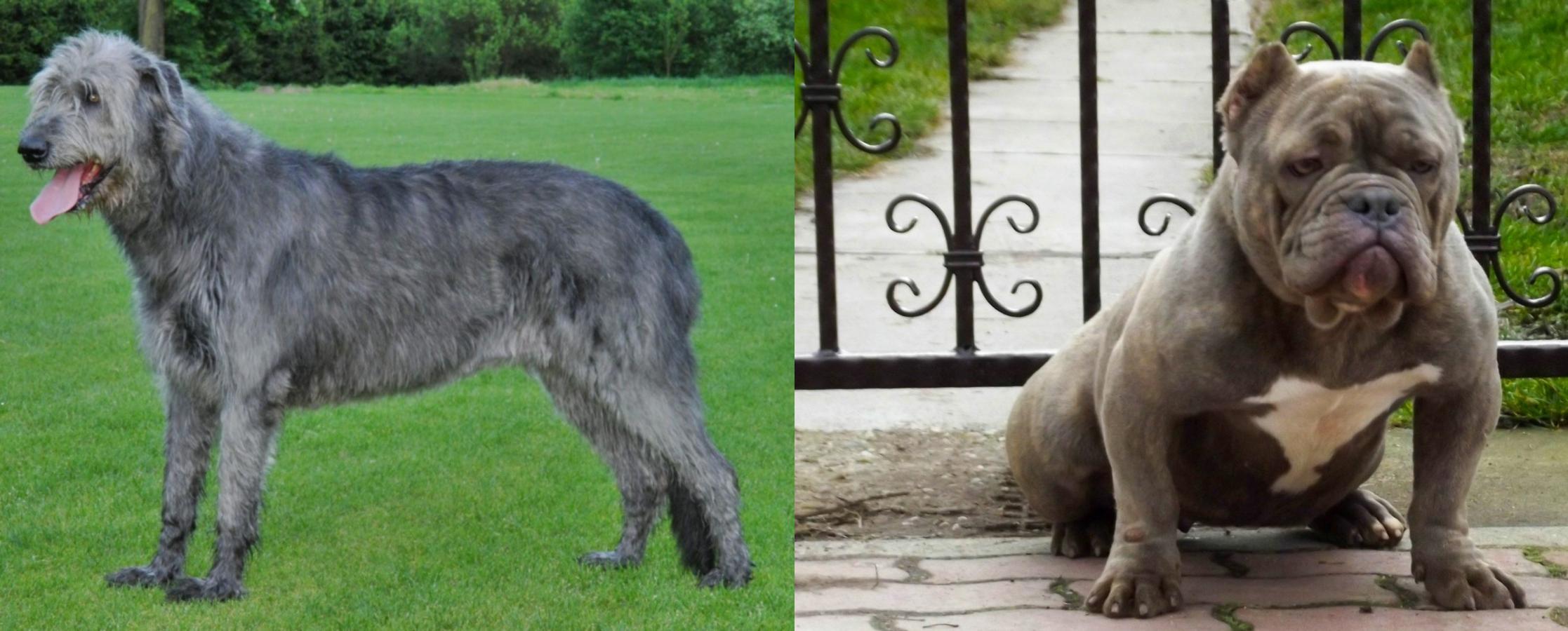 american wolfhound