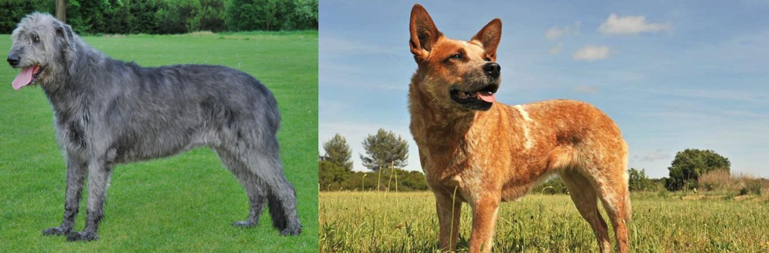 australian wolfhound