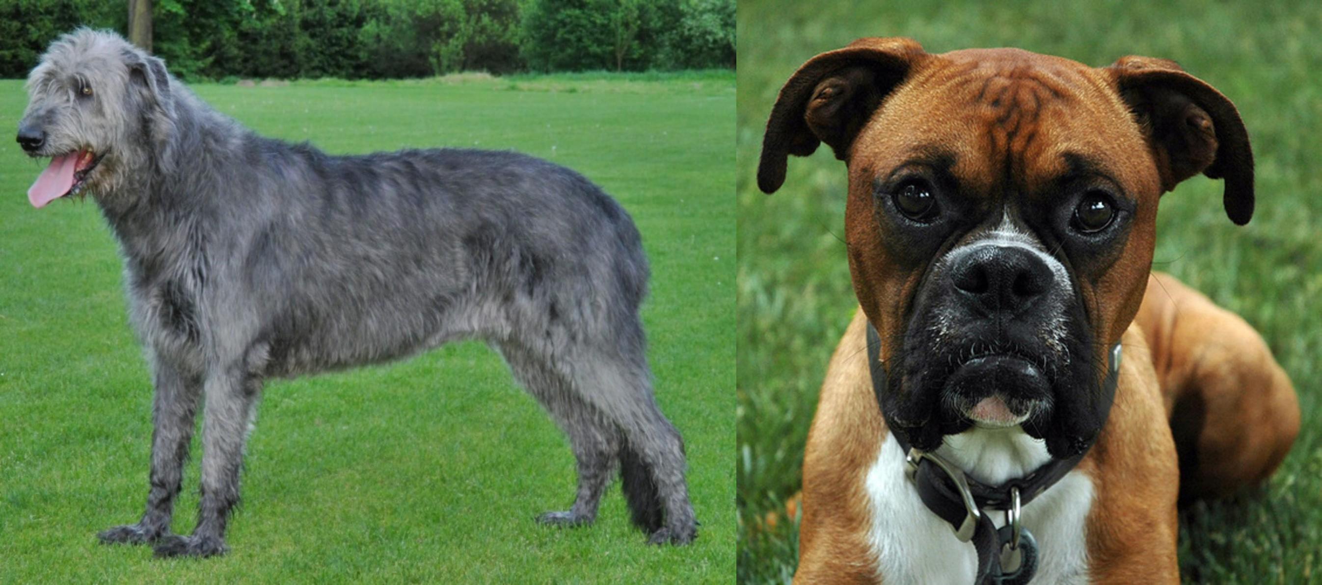 boxer x wolfhound