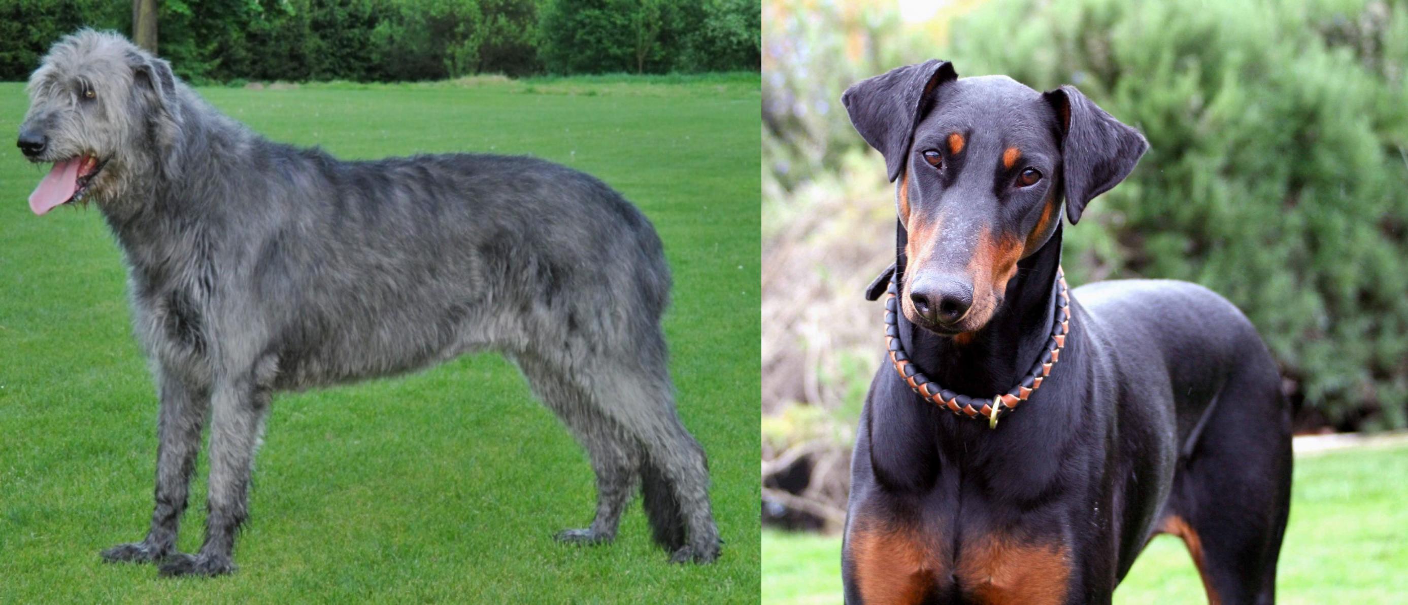 Irish Wolfhound vs Doberman Pinscher Breed Comparison