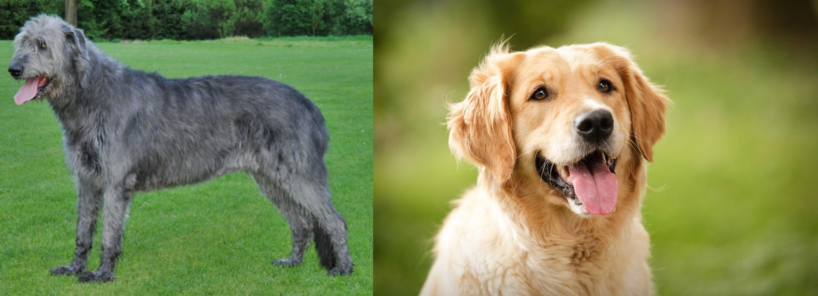 Irish Wolfhound vs Golden Retriever Breed Comparison