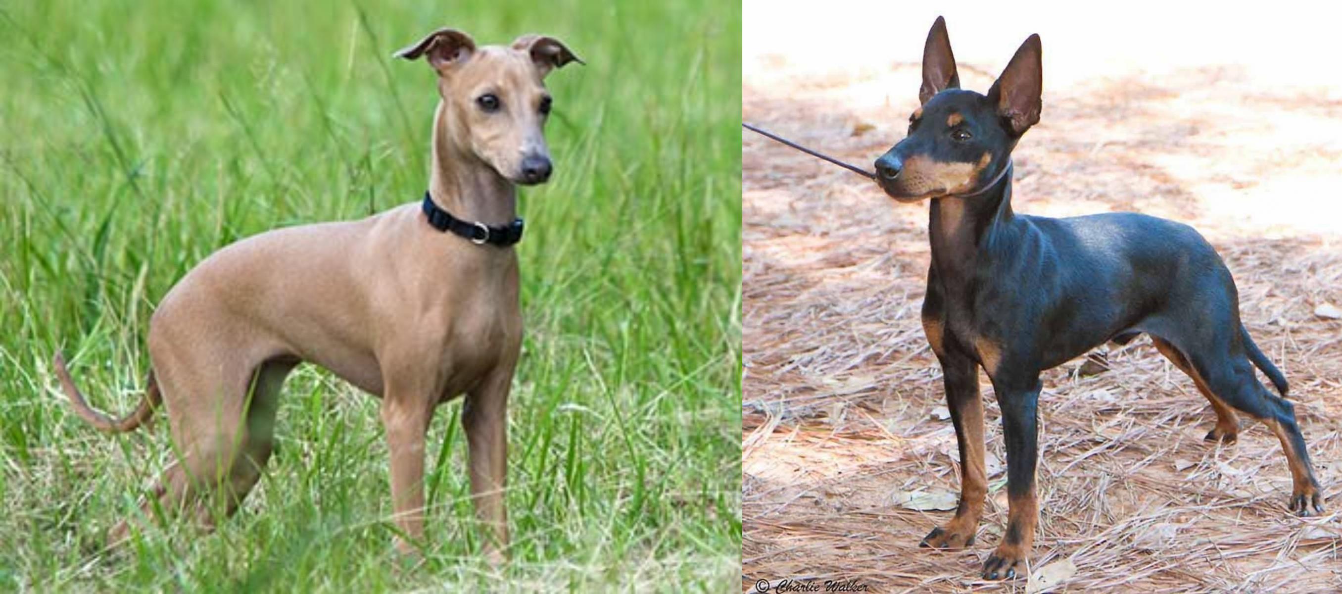 Italian Greyhound Vs English Toy Terrier Black Tan Breed Comparison