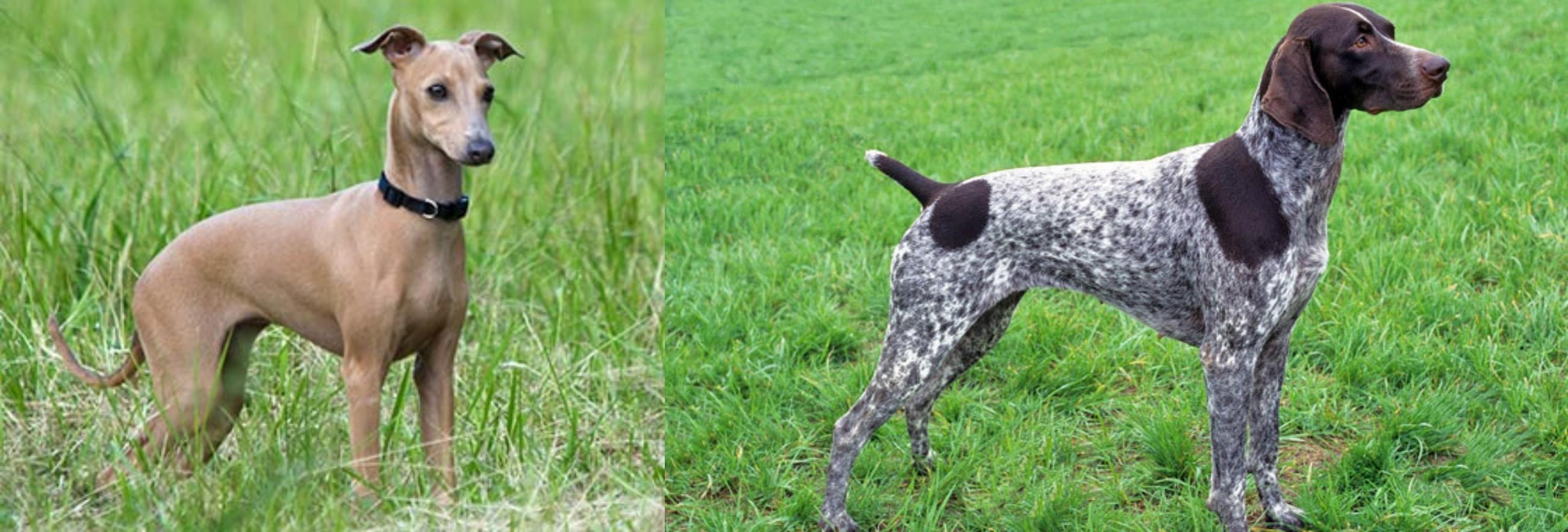 Italian Greyhound vs German Shorthaired Pointer - Breed Comparison