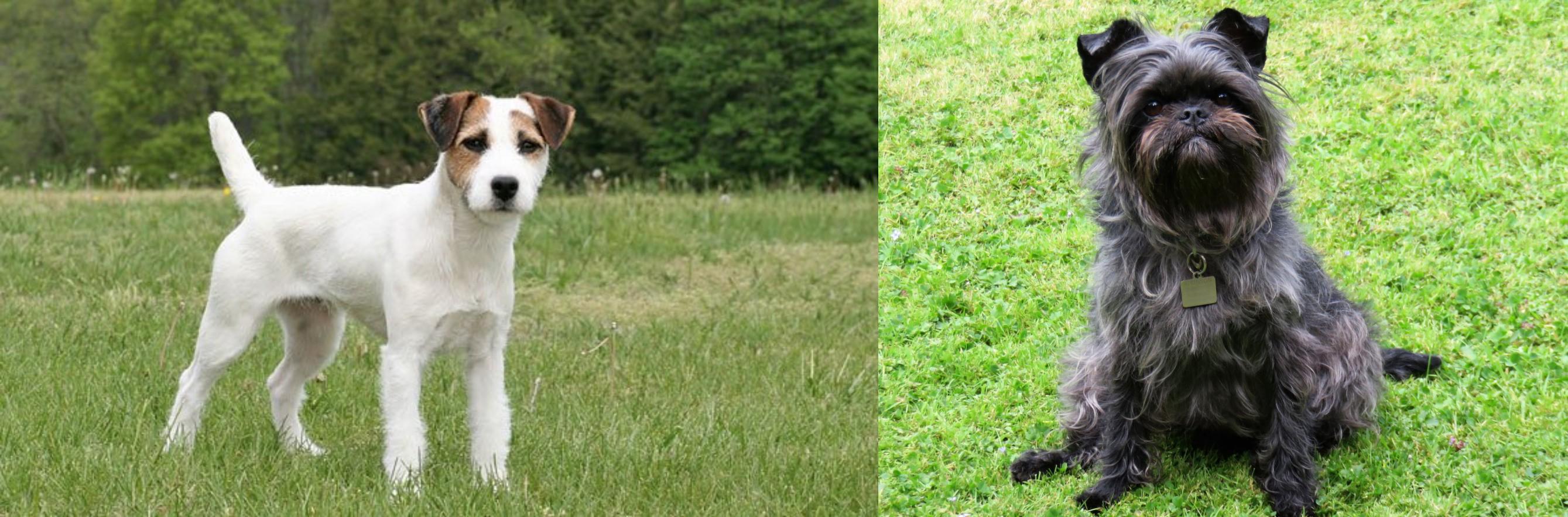 Jack Russell Terrier Vs Affenpinscher Breed Comparison