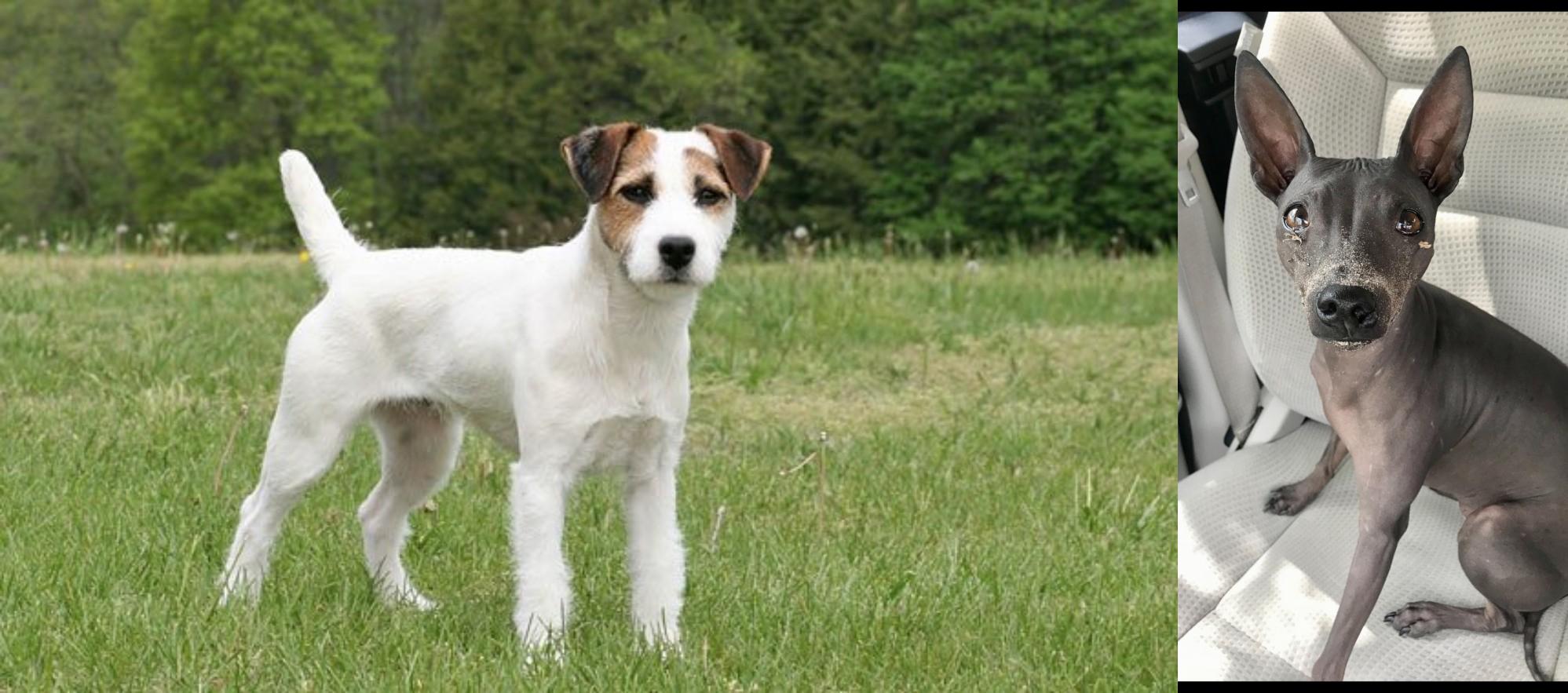 Jack Russell Terrier Vs American Hairless Terrier Breed Comparison