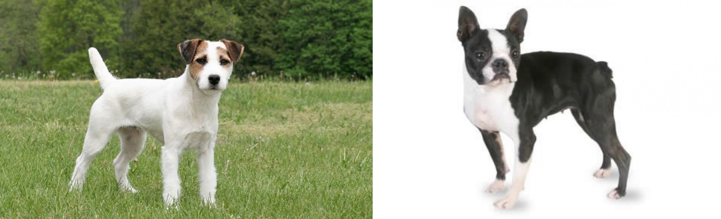 jack russell mixed with boston terrier