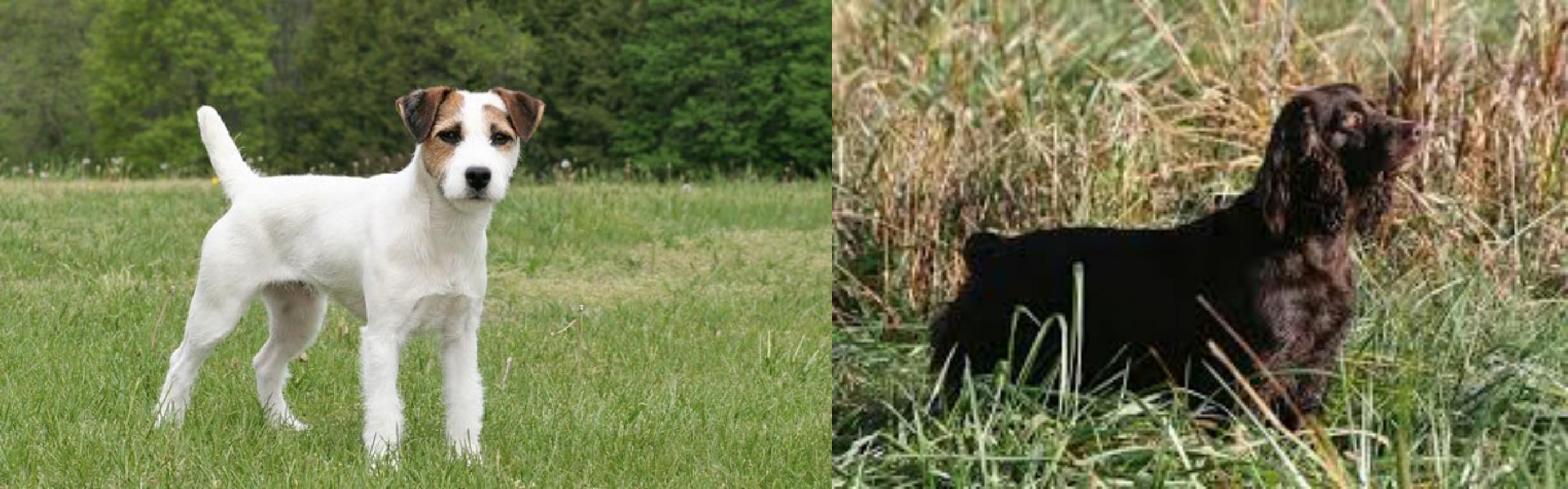 Jack Russell Terrier Vs Boykin Spaniel Breed Comparison