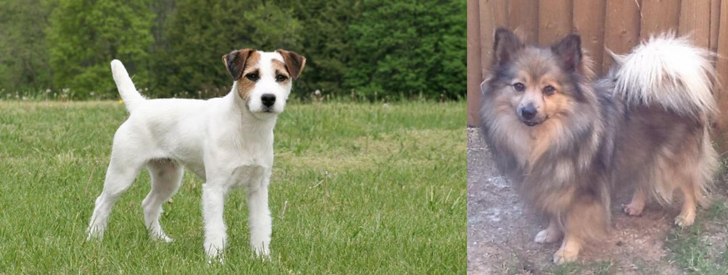 terrier spitz mix breed