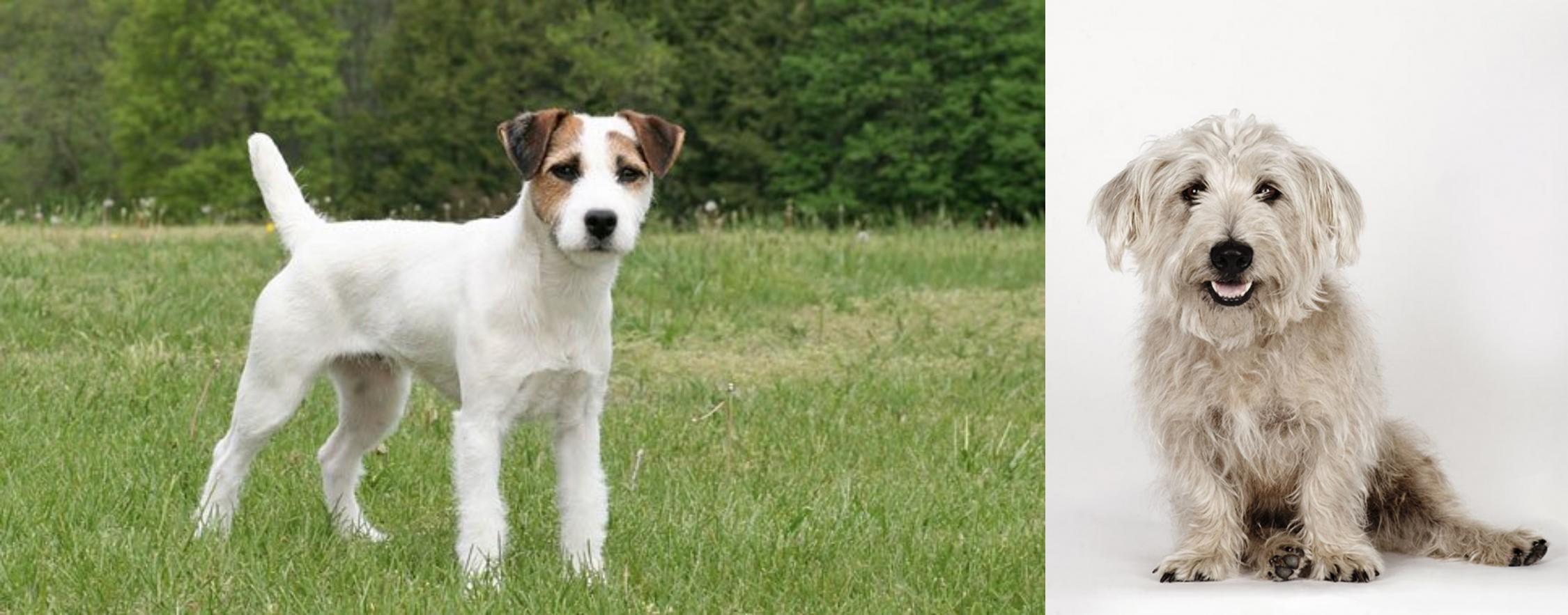 Jack Russell Terrier Vs Glen Of Imaal Terrier Breed Comparison