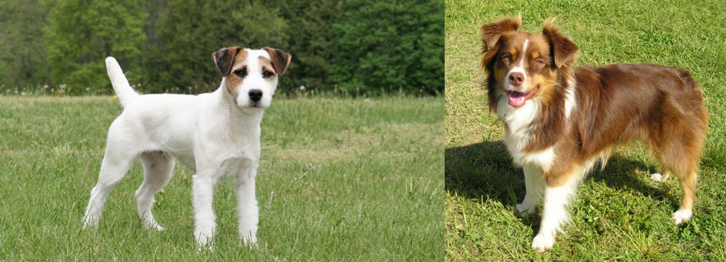 Miniature Australian Shepherd vs Jack Russell Terrier