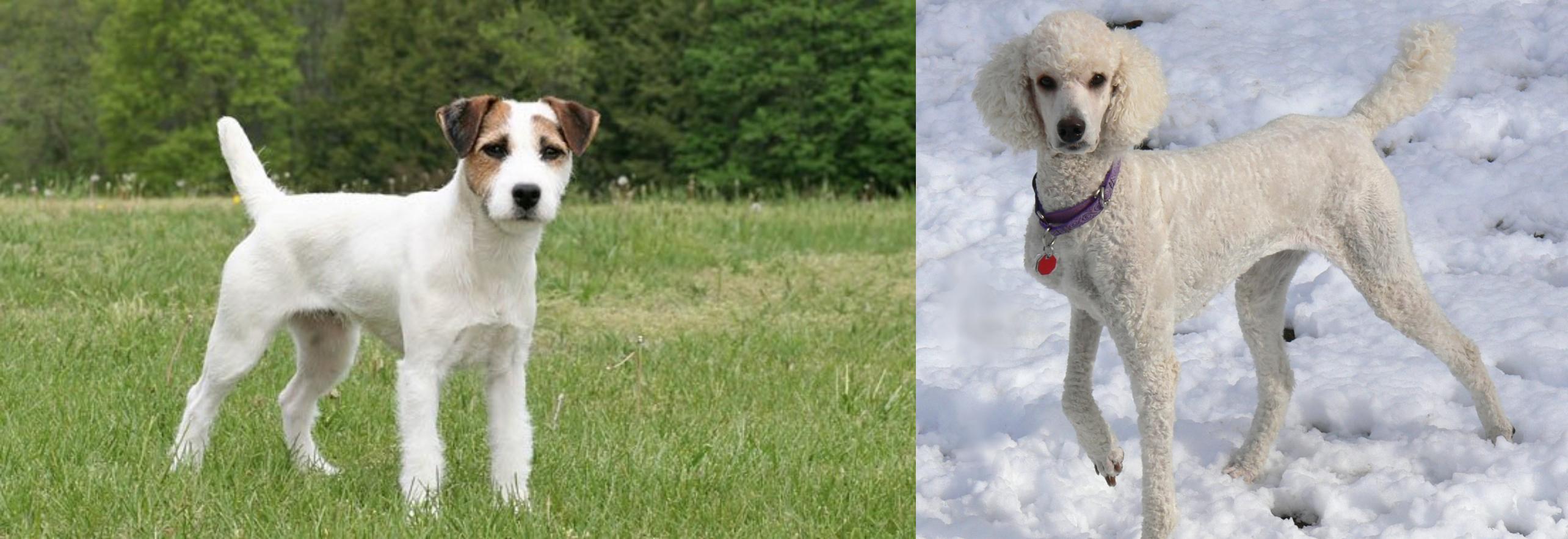 jack russell mixed with poodle