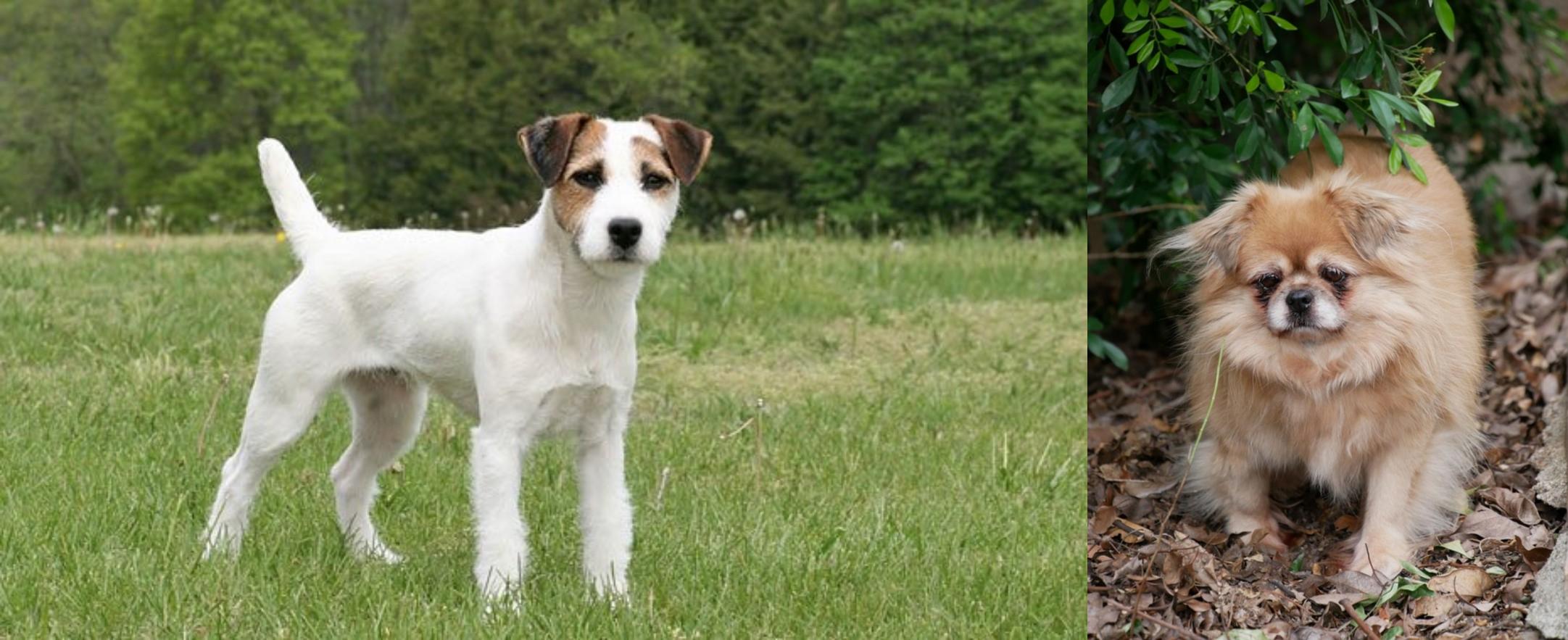 Tibetan Spaniel vs Jack Russell Terrier Breed Comparison