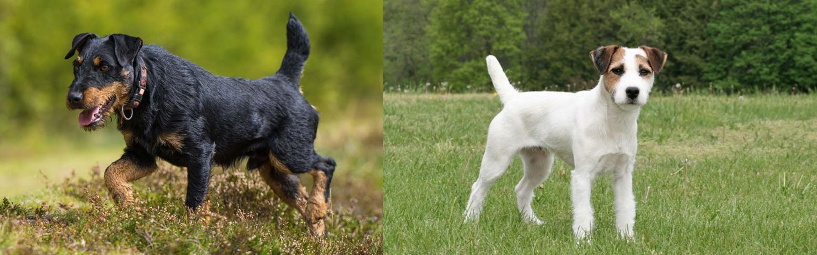 Jagdterrier Vs Jack Russell Terrier Breed Comparison