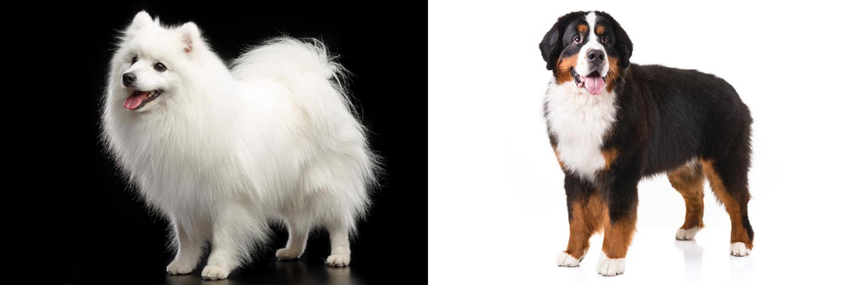 bernese mountain dog kid friendly