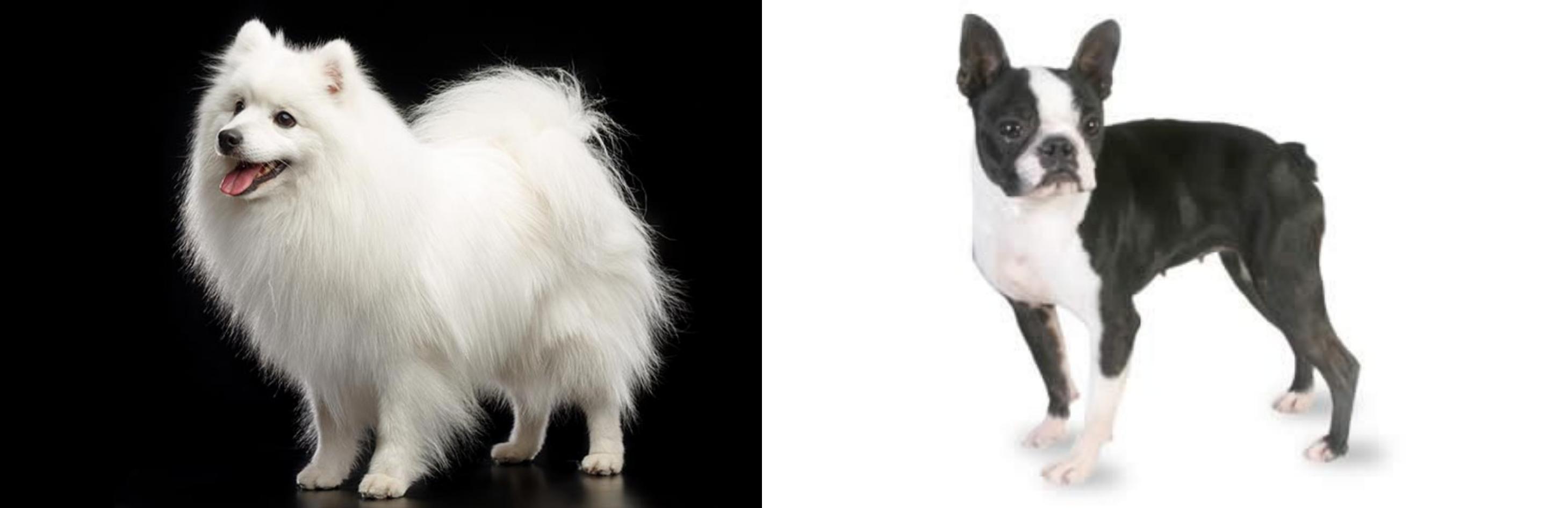 terrier spitz mix breed