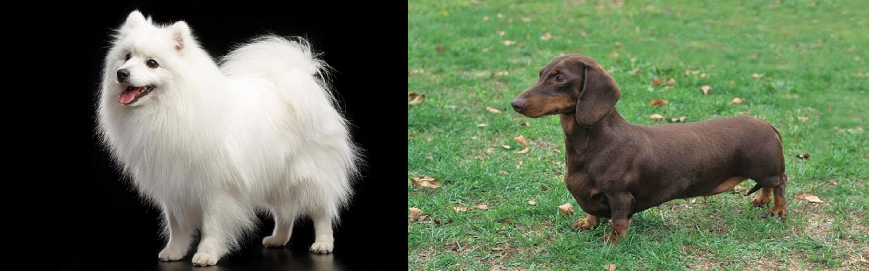 Japanese Spitz Vs Dachshund Breed Comparison Mydogbreeds